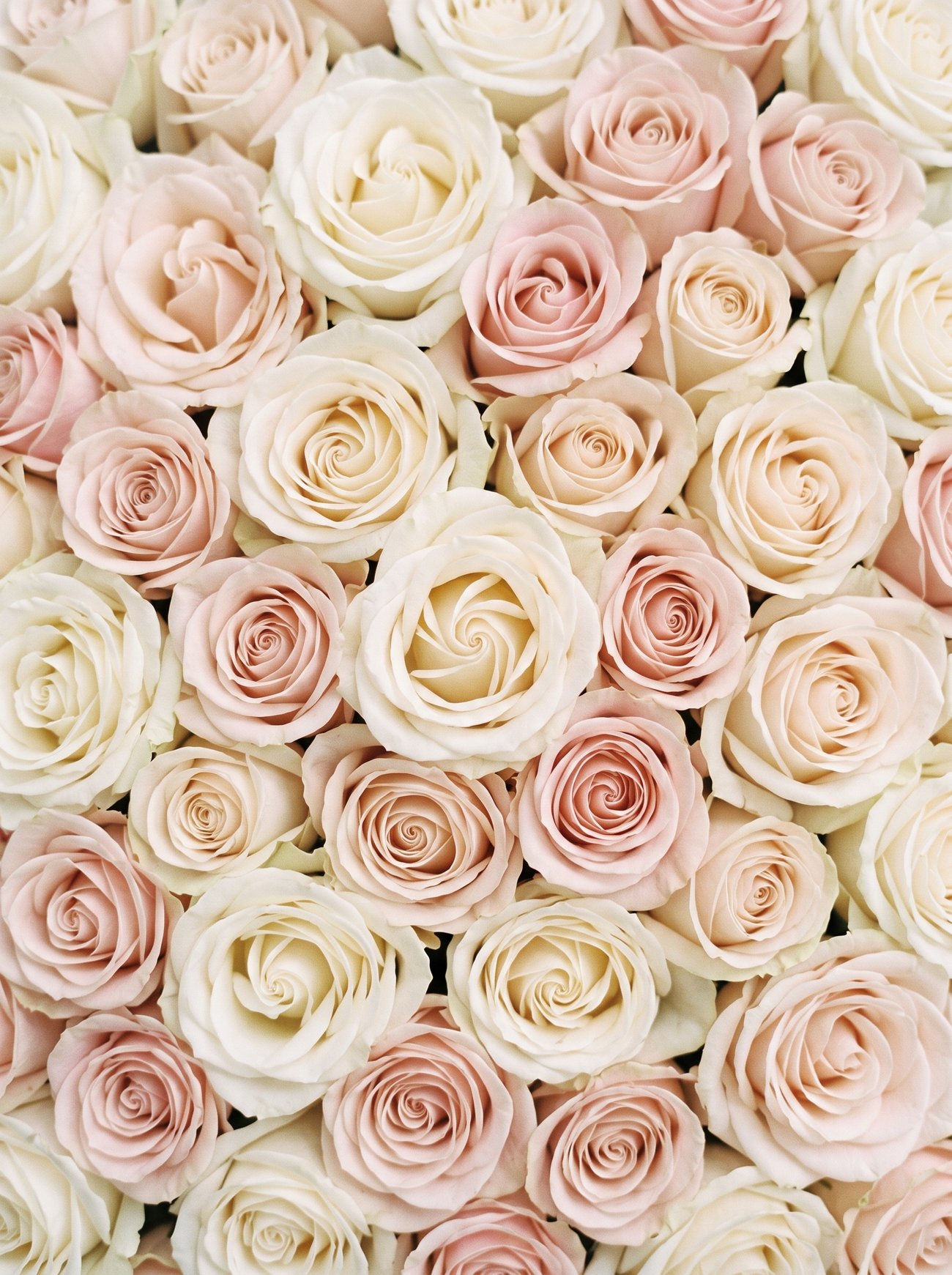 Rosen in Creme und Puderrosa